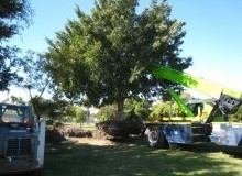 Kwikfynd Tree Management Services
nakara
